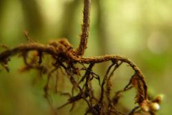 Hymenophyllum sanguinolentum. Pale brown hairs on the base of the stipe and the creeping rhizome.
 Image: L.R. Perrie © Te Papa 2011 CC BY-NC 3.0 NZ